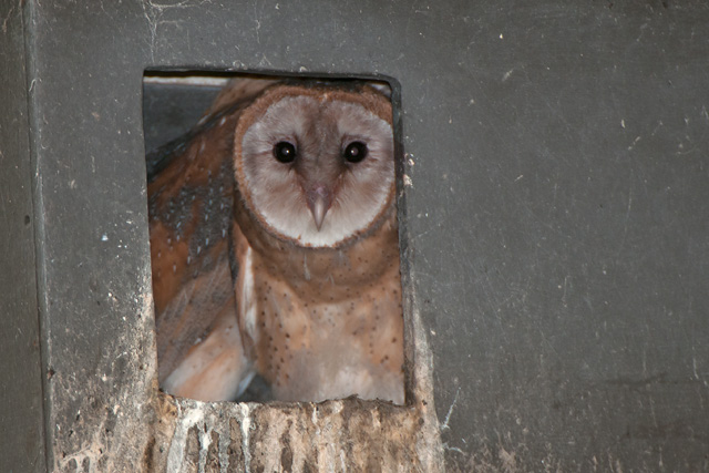 Banr Owl