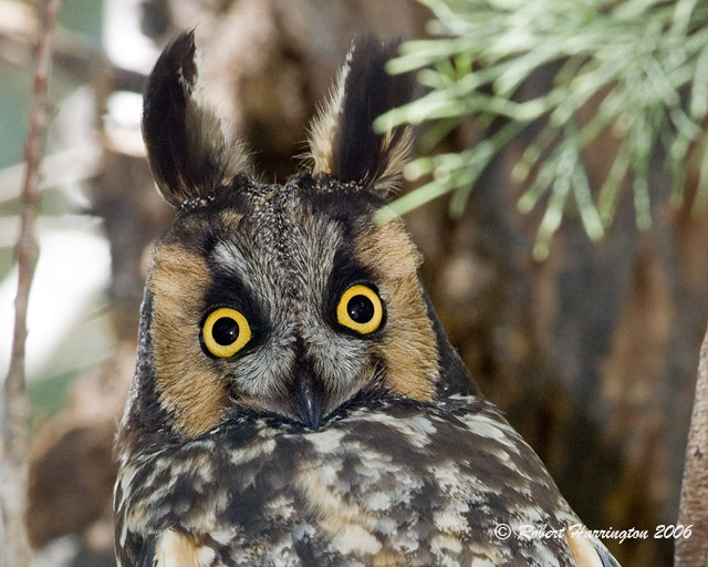 Long--eared Owl