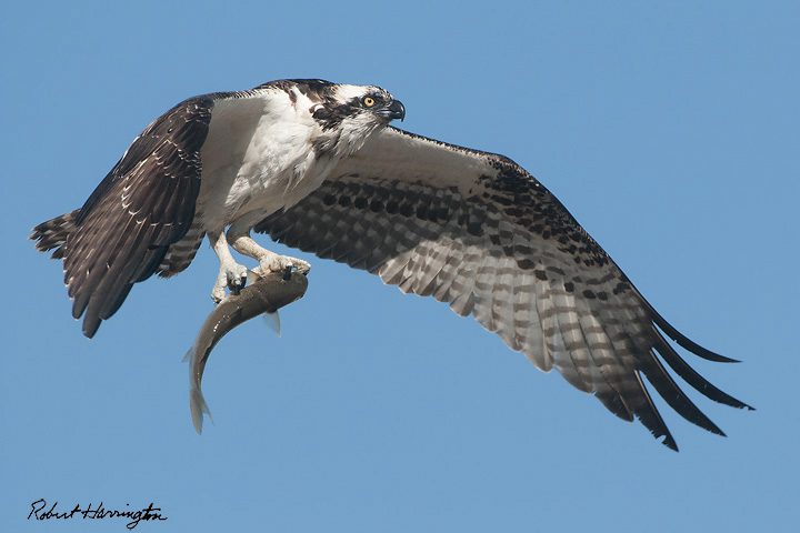 Osprey with mullet