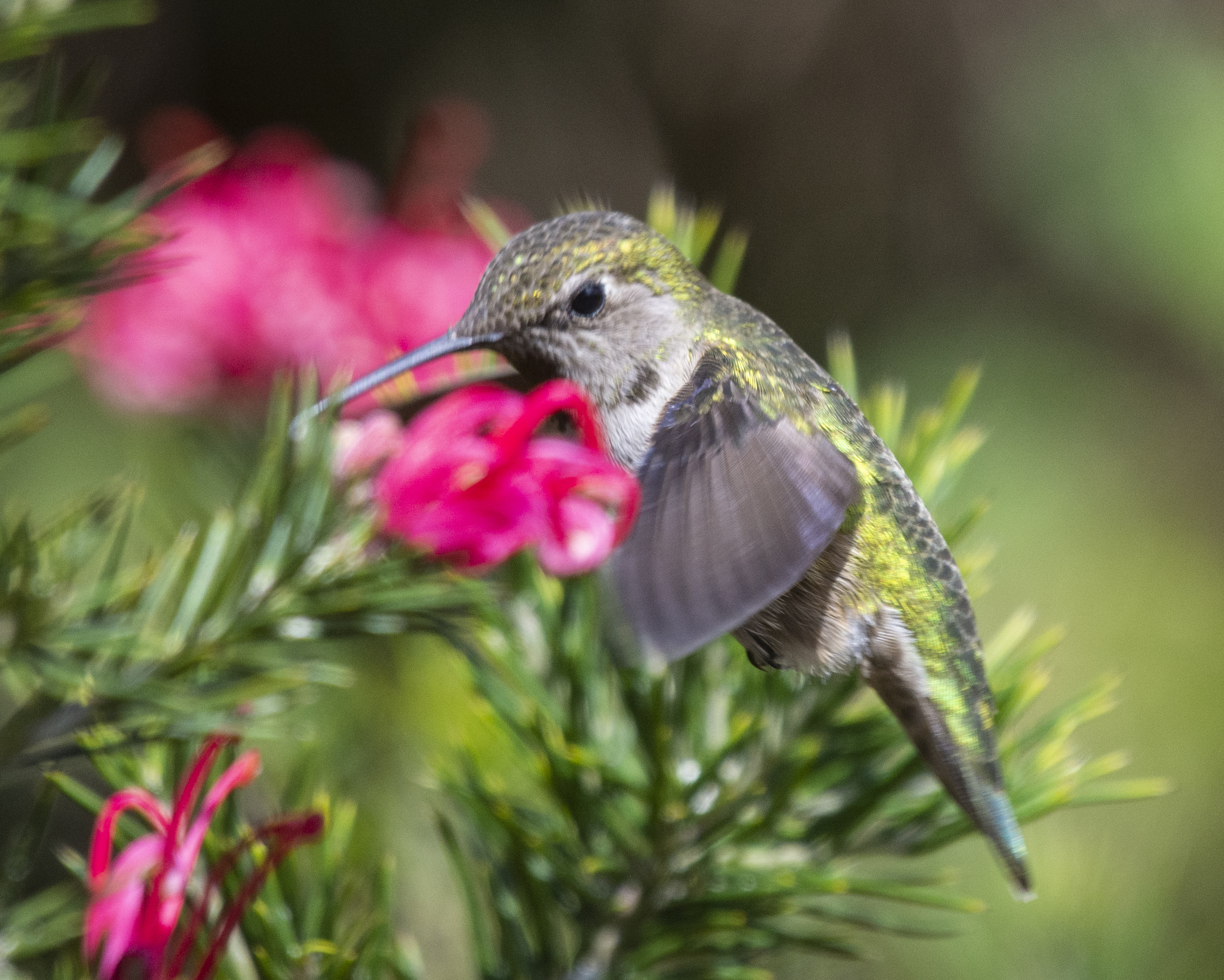 Anna's HUmmingbird