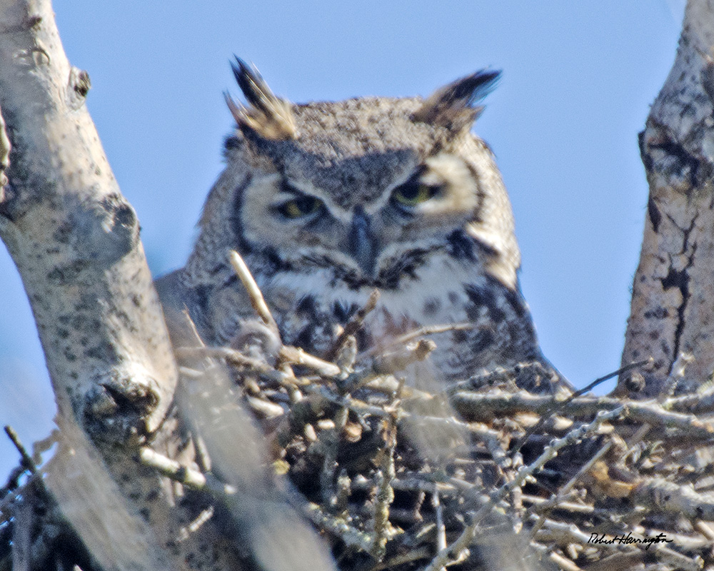 Great Horned Owl in nest