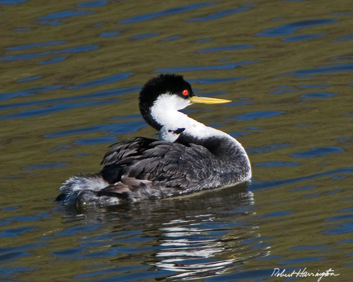 Western Grebe with chick