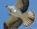 osprey_3835