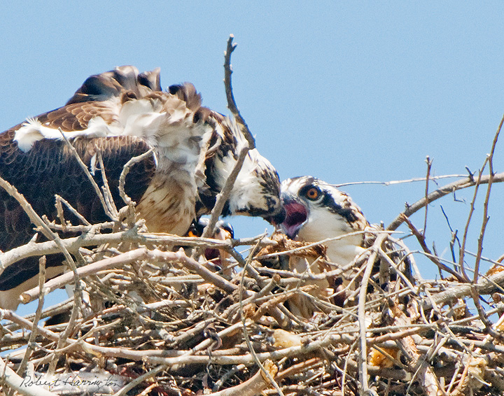 Osprey feeding juvenile