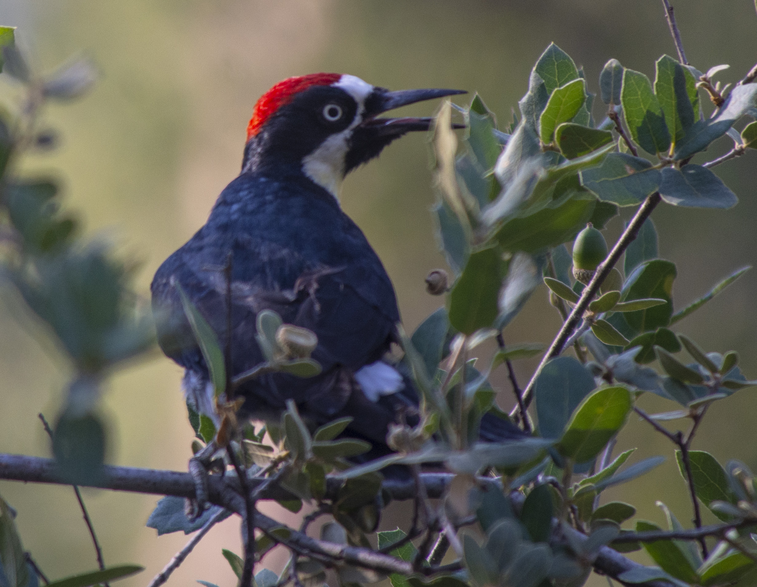 Acorn Woodpecker (f)