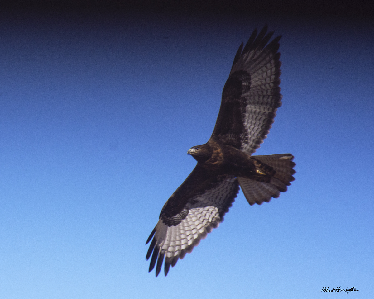 Red-tailed Hawk Dark Morph